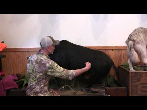 Where to Shoot a Hog with a Bow