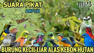 Download lagu SUARA PIKAT SEMUA BURUNG KECIL 🕊️ MP3 PIKAT#TERBUKTI 😱 PALING AMPUH  mp3