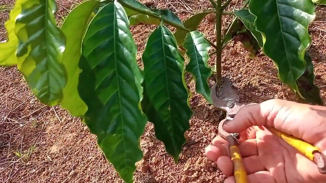 Repassando a poda do café novo