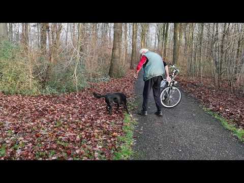 hond Hugo ruimt Marknesse op