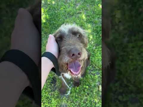 KODA-TEXAS, an adoptable Labradoodle in HOUSTON, TX_image-1