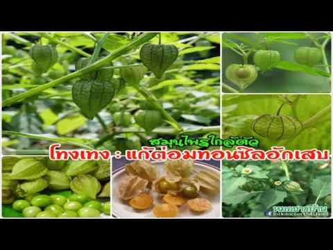 ในการรักษาโรคสะเก็ดเงิน Nervosa Candida สาเหตุโรคสะเก็ดเงิน