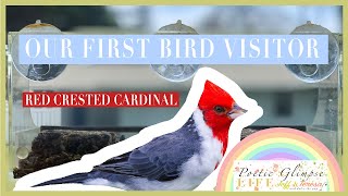 First bird visitor|Red Crested Cardinal|Oahu, Hawaii