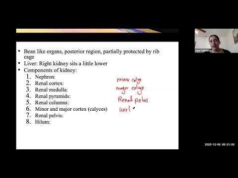 Urinary System Anatomy (Overview)