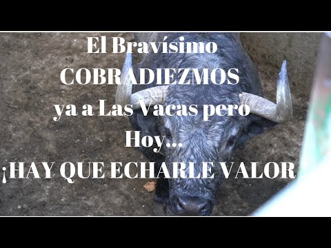 🧲¡VALOR! Que este año COBRADIEZMOS está  Nervioso…o Como Echamos a sus Vacas al BRAVÍSIMO Semental
