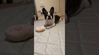 サイズ違いのおもちゃに困惑するフレブルの顔がこちら