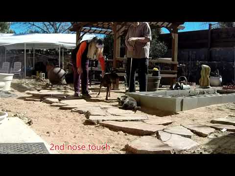 Does Tiara Like Cats