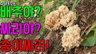 버섯이 배추만해? 맛 좋은 송이 싸리 만나다! 산남자 산행 능이 정찰 중 야생 버섯 식용 버섯 자연 건강 항…