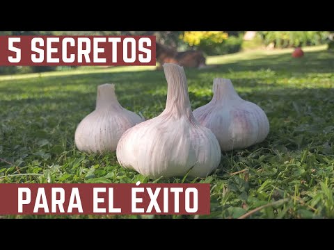 , title : '5 CLAVES PARA EL ÉXITO del Cultivo de Ajos - Como y Cuando Plantar Ajos'