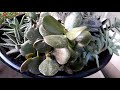 Ambrosia and Plants
