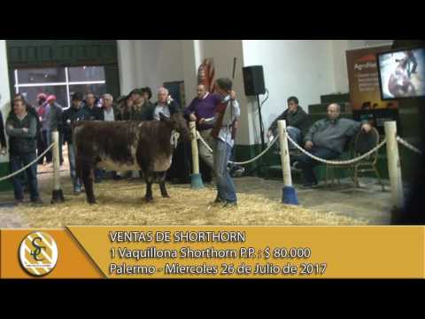26-07-17 Venta de Vaquillonas Shorthorn - Campos y Ganados S.A. - Palermo
