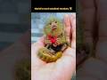 World's most small monkey 🐵#monkey #shorts