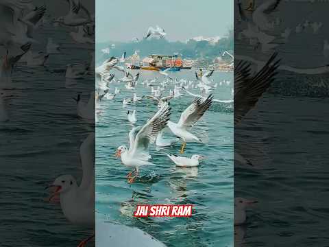 Jindgi Ek Panchi | Ayodhya Ke Ram #ayodhya #ram #shorts