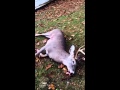 Dead deer talking