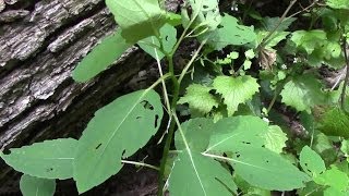 Poison Ivy & Jewel Weed