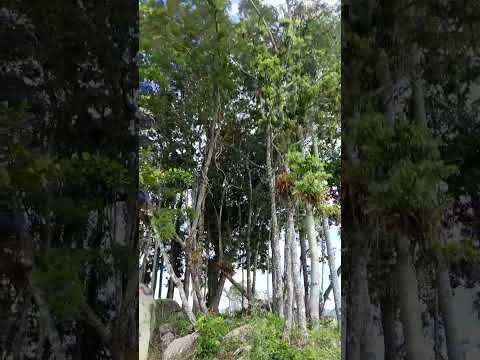 tijucas sc #quatromilhoras #donadecasablogueira #tijucas #santacatariana