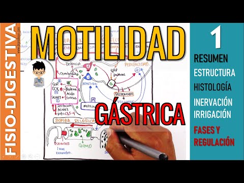 Gastric Motility and Emptying, Structure, Innervation and Regulation of Digestive Physiology |1
