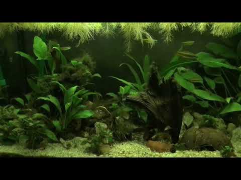 Phenacogrammus aurantiacus