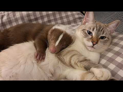 This Skunk is in Love... With a Cat