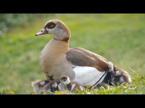 Beautiful Egyptian Geese in at lake side