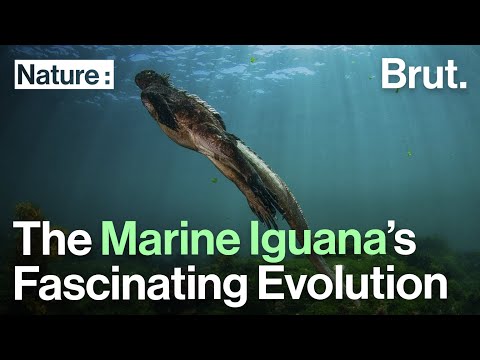 This Marine Iguana Is a Perfect Example of Evolution