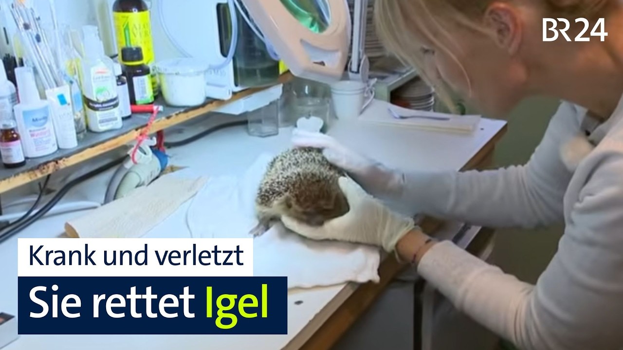Tierschutz: Igel erwachen zu früh aus dem Winterschlaf | BR24