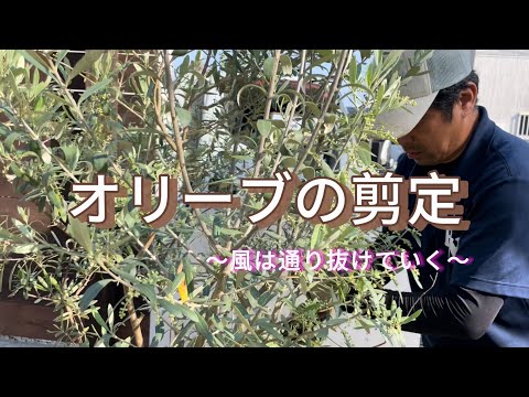 冬のオリーブの木に最適なマルチは何ですか?庭師のためのヒントとコツ  庭園