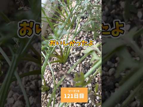 園芸 野生ニンジン、フェイクシェルヴィス