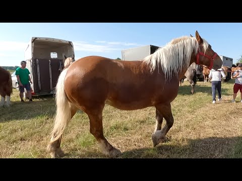 Iepele  dl. Zoli de la jud. Satu Mare 2021