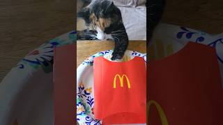 Tempest 😻 Looking for 🍟! @McDonalds #mcdonalds #fries #mcdonaldsfries #catshorts #calicocat #cats