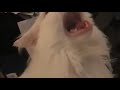 White cat scream then disappear