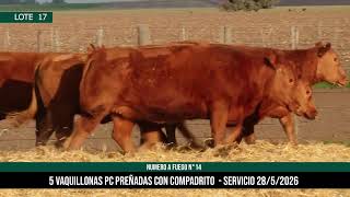 5 Vaquillonas PC Preñadas - Los Choles - Plaza Ganadera