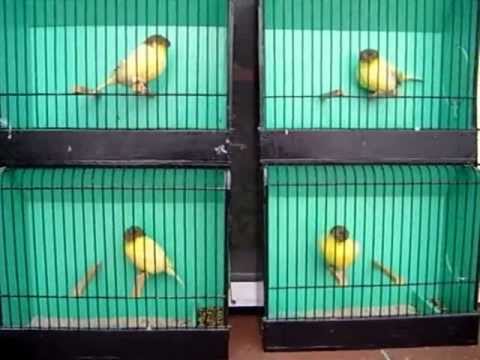 Glosters  2011-07-30.mpg