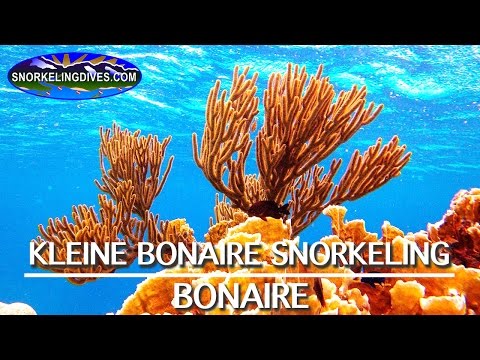 Best Klein Bonaire Snorkeling