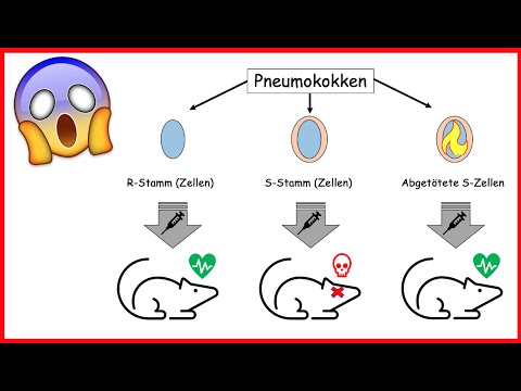 Transformationsversuche von Griffith und Avery einfach erklärt