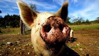 5 Reasons Why Pork Is Bad For Your Health | You Wont Believe This 😱