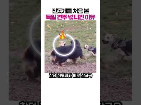 진돗개한테 참교육 당하고 멘붕 온 독일 견주 ㅋㅋㅋ 🔥😂