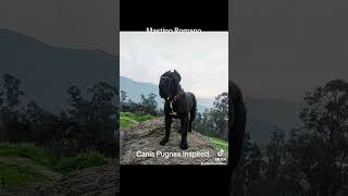 Download lagu Mastino Romano #mastino #dogbreeds #new mp3