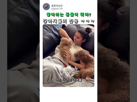 좋아하는 동물이 뭐냐고 물어보면 생기는 일🐶 @ika_dauria