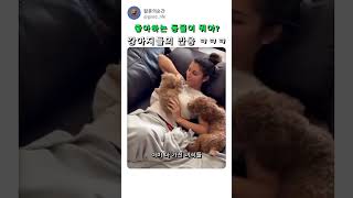 ㅎㅂ 귀여운 강아지