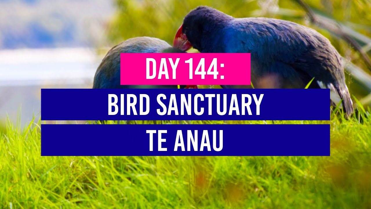 Travelers explore Te Anau Bird Sanctuary in this video tour.