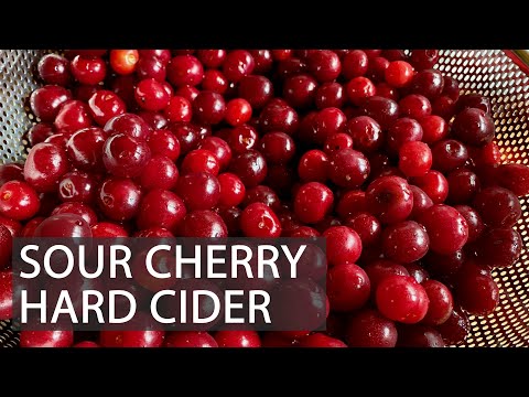 Sour Cherry Hard Cider (& Other Culinary Ideas)