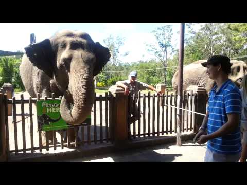 Australia zoo elephant feeding time