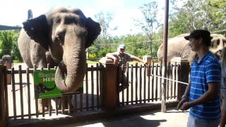 Australia zoo elephant feeding time