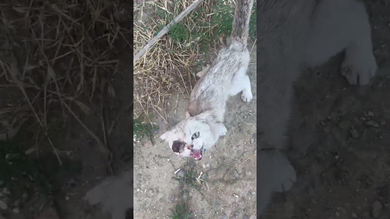 Figgy video