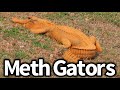 Meth Creates Orange Alligators?