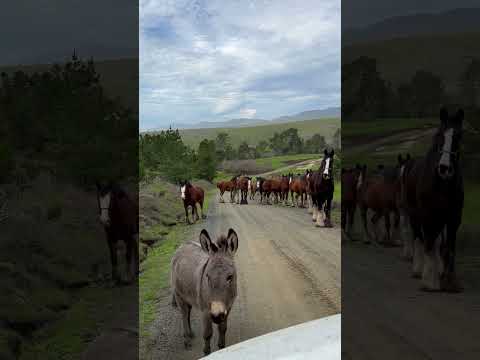 , title : 'Multiple Clydesdales and a Mini Donkey Spotted on Road Trip'