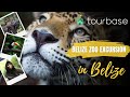 Belize Tourbase Belize Zoo Excursion