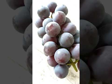 園芸 ブドウに関するよくある質問