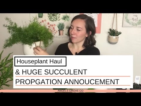 , title : 'Houseplant Haul 및 BIG NEWS! // Angels Grove 공동'